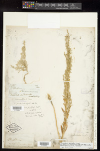 Herbarium Sheet of 